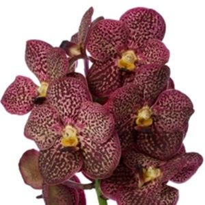 Meet your Posher, Alice